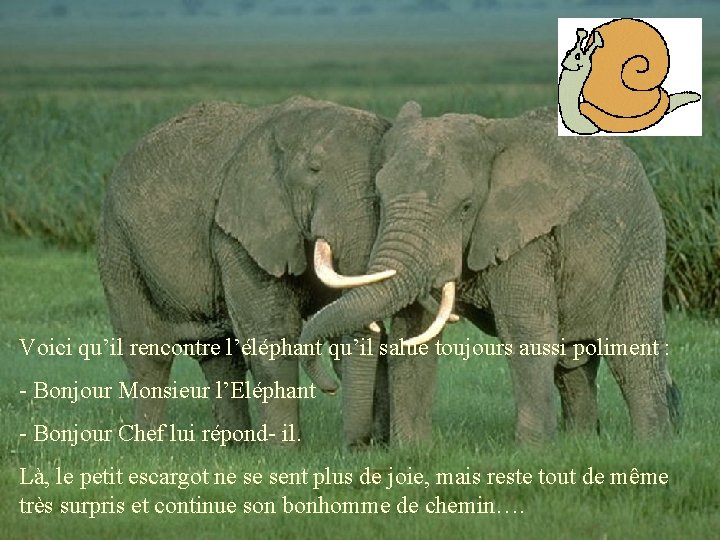 Voici qu’il rencontre l’éléphant qu’il salue toujours aussi poliment : - Bonjour Monsieur l’Eléphant