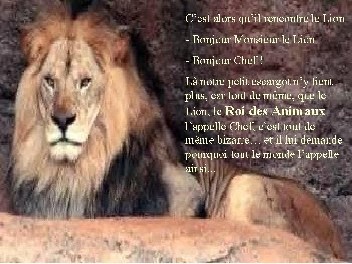 C’est alors qu’il rencontre le Lion - Bonjour Monsieur le Lion - Bonjour Chef