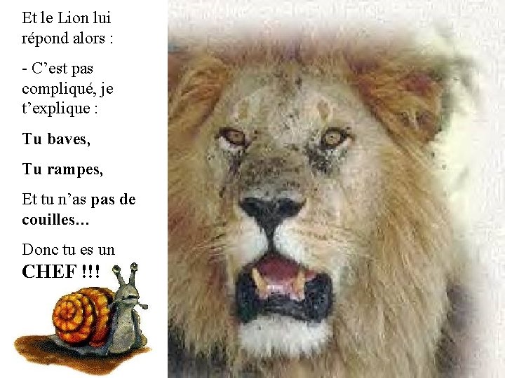 Et le Lion lui répond alors : - C’est pas compliqué, je t’explique :