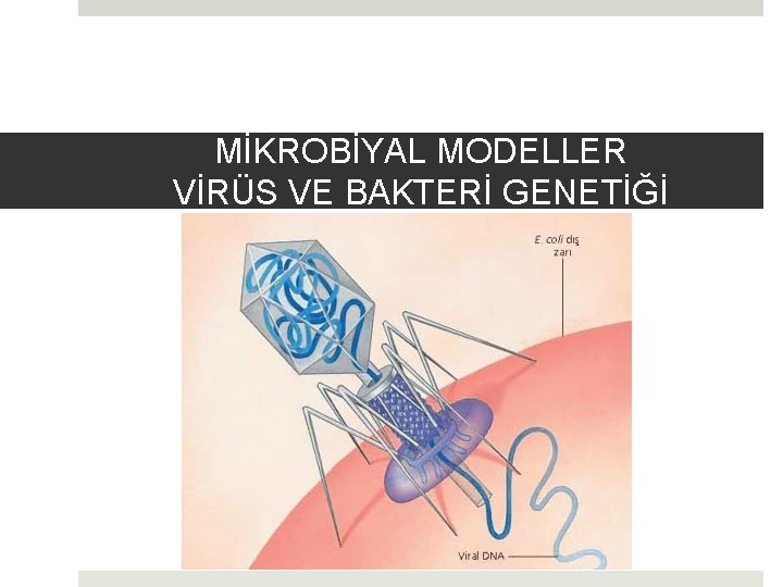 MİKROBİYAL MODELLER VİRÜS VE BAKTERİ GENETİĞİ 