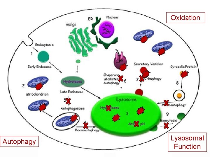 Mechanisms of Ceroid Oxidation Accumulation Autophagy Seehafer S & Pearce D (2007) Lysosomal Function
