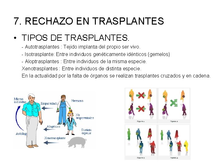 7. RECHAZO EN TRASPLANTES • TIPOS DE TRASPLANTES. - Autotrasplantes : Tejido implanta del