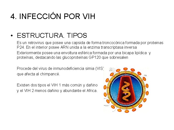 4. INFECCIÓN POR VIH • ESTRUCTURA. TIPOS Es un retrovirus que posee una capsida