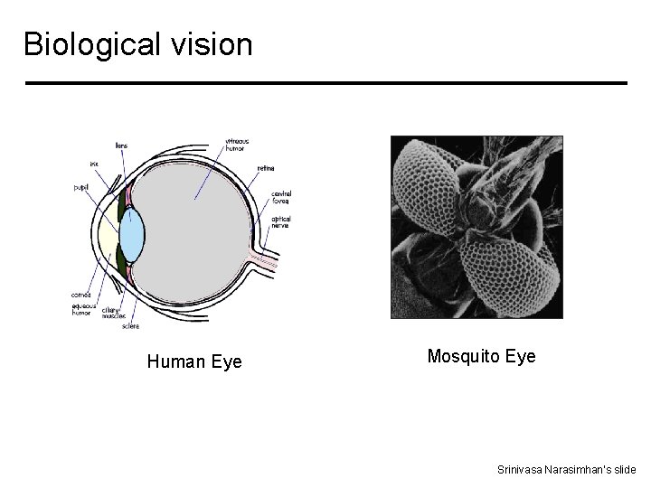 Biological vision Human Eye Mosquito Eye Srinivasa Narasimhan’s slide 