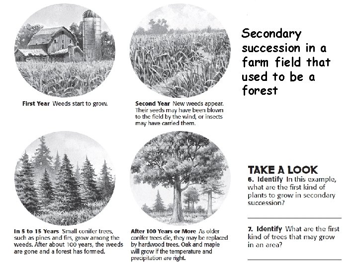 Secondary succession in a farm field that used to be a forest Secondary succession in a farm field that used to be a forest
