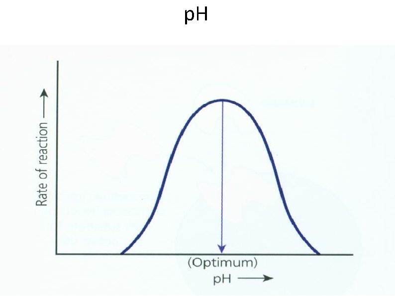 p. H 