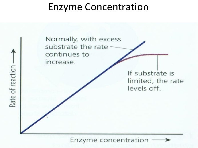 Enzyme Concentration 