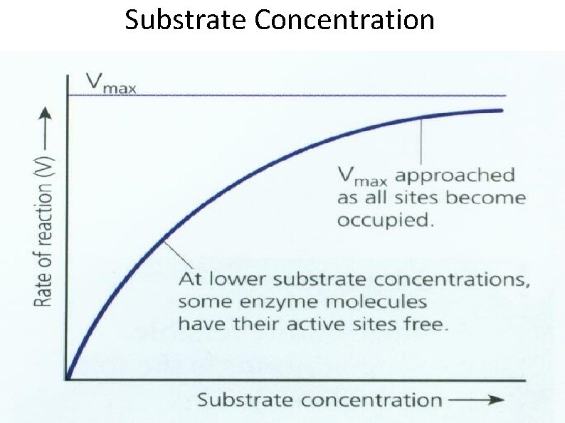 Substrate Concentration 