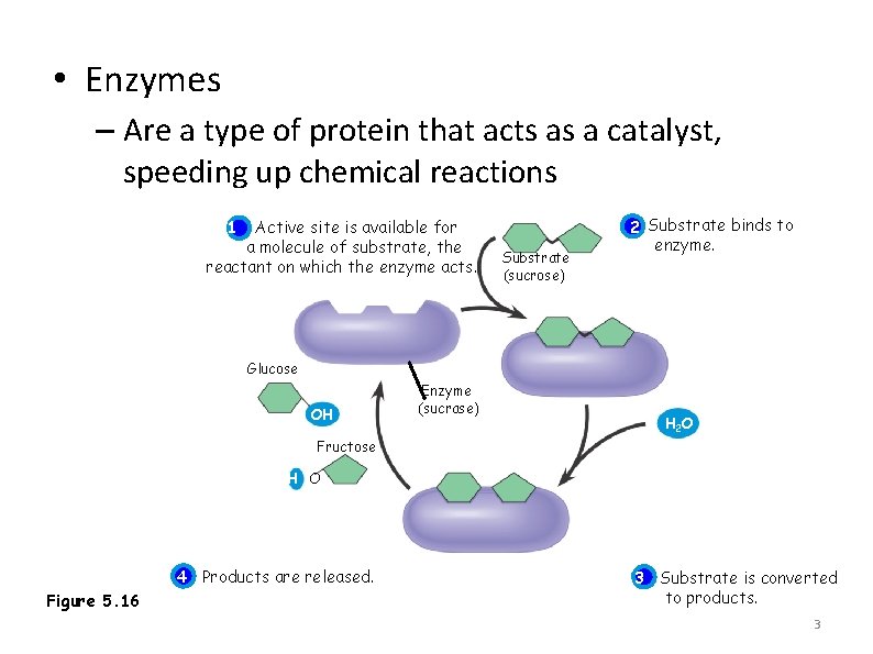  • Enzymes – Are a type of protein that acts as a catalyst,