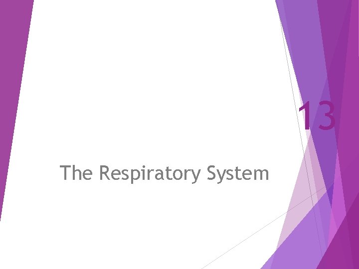 13 The Respiratory System 