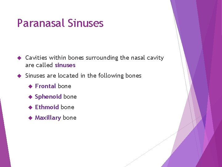 Paranasal Sinuses Cavities within bones surrounding the nasal cavity are called sinuses Sinuses are