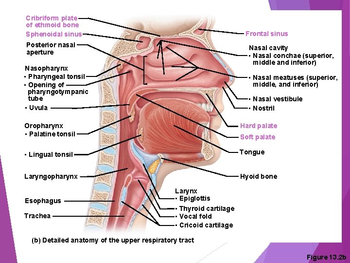 Cribriform plate of ethmoid bone Sphenoidal sinus Frontal sinus Posterior nasal aperture Nasal cavity