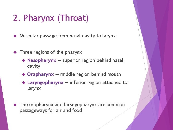 2. Pharynx (Throat) Muscular passage from nasal cavity to larynx Three regions of the