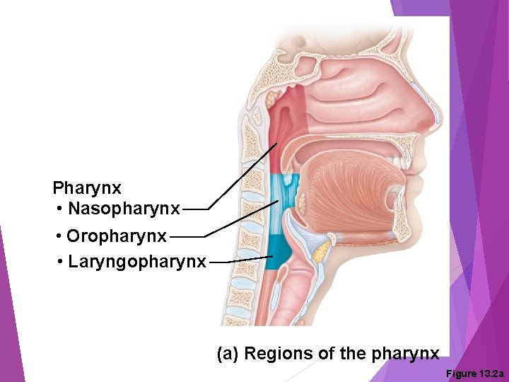 Pharynx • Nasopharynx • Oropharynx • Laryngopharynx (a) Regions of the pharynx Figure 13.