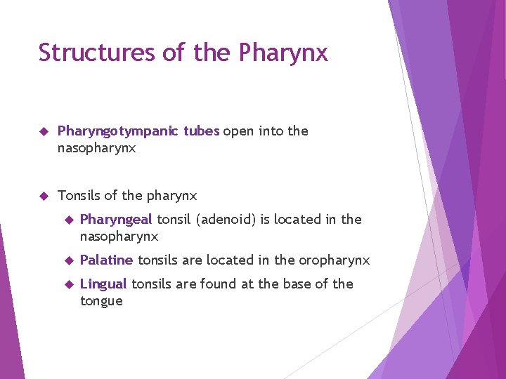 Structures of the Pharynx Pharyngotympanic tubes open into the nasopharynx Tonsils of the pharynx