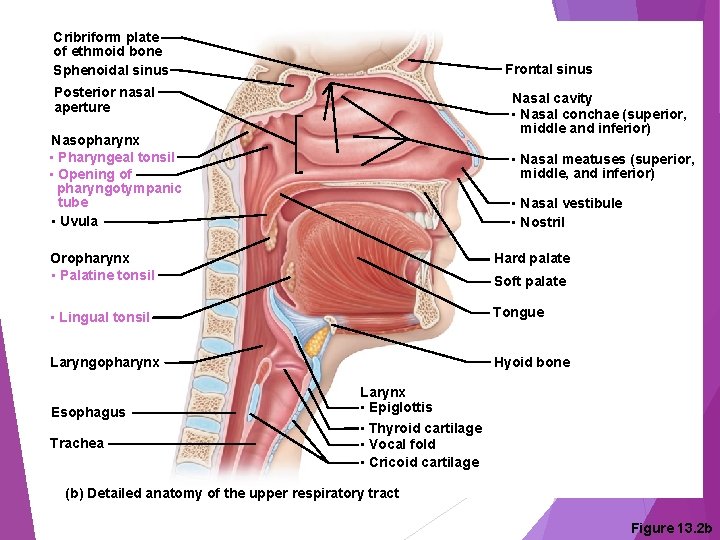 Cribriform plate of ethmoid bone Sphenoidal sinus Frontal sinus Posterior nasal aperture Nasal cavity