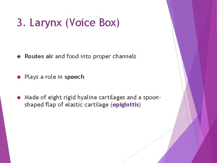 3. Larynx (Voice Box) Routes air and food into proper channels Plays a role
