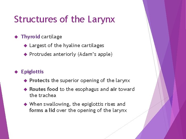 Structures of the Larynx Thyroid cartilage Largest of the hyaline cartilages Protrudes anteriorly (Adam’s