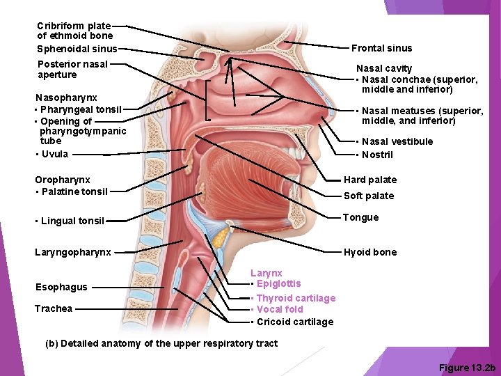 Cribriform plate of ethmoid bone Sphenoidal sinus Frontal sinus Posterior nasal aperture Nasal cavity