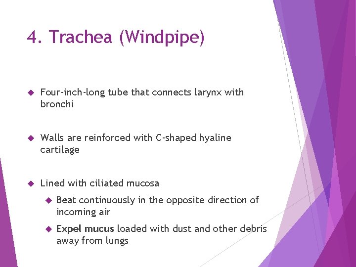 4. Trachea (Windpipe) Four-inch-long tube that connects larynx with bronchi Walls are reinforced with