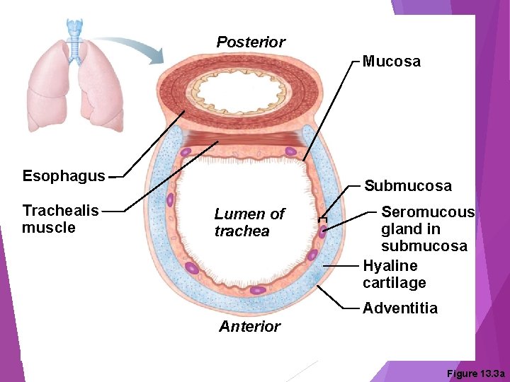 Posterior Mucosa Esophagus Trachealis muscle Submucosa Lumen of trachea Seromucous gland in submucosa Hyaline