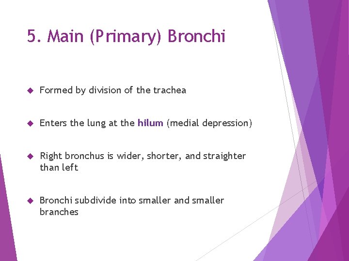 5. Main (Primary) Bronchi Formed by division of the trachea Enters the lung at