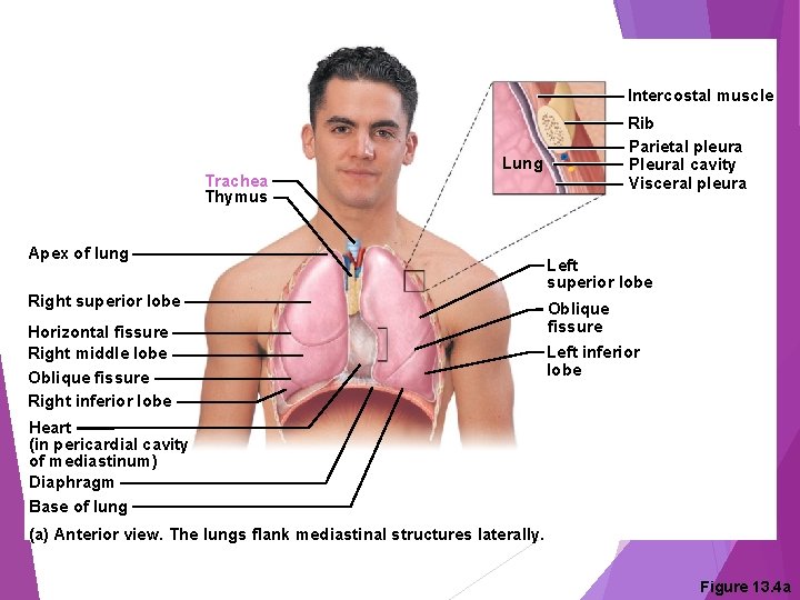 Intercostal muscle Trachea Thymus Rib Parietal pleura Pleural cavity Visceral pleura Lung Apex of