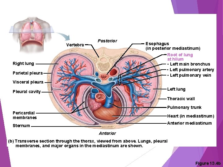 Vertebra Posterior Right lung Parietal pleura Esophagus (in posterior mediastinum) Root of lung at