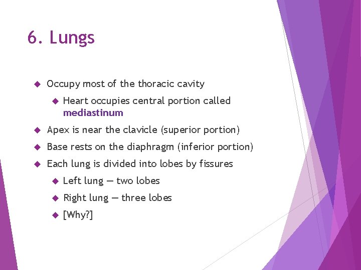 6. Lungs Occupy most of the thoracic cavity Heart occupies central portion called mediastinum