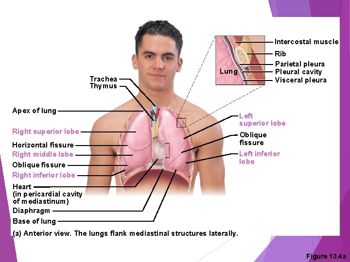 Intercostal muscle Trachea Thymus Rib Parietal pleura Pleural cavity Visceral pleura Lung Apex of