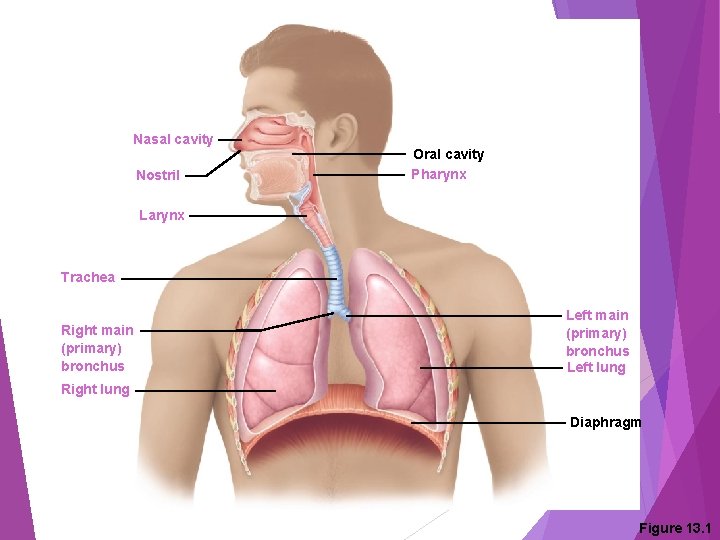 Nasal cavity Nostril Oral cavity Pharynx Larynx Trachea Right main (primary) bronchus Left lung