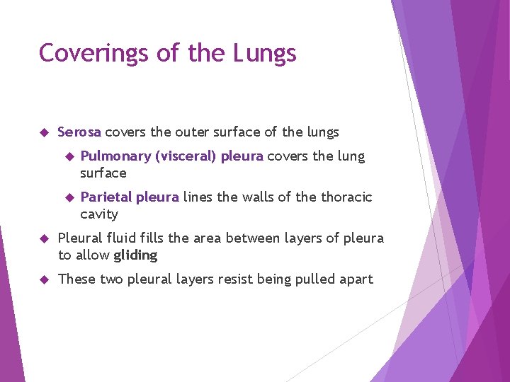 Coverings of the Lungs Serosa covers the outer surface of the lungs Pulmonary (visceral)