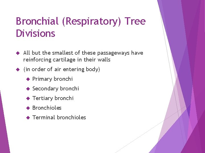 Bronchial (Respiratory) Tree Divisions All but the smallest of these passageways have reinforcing cartilage