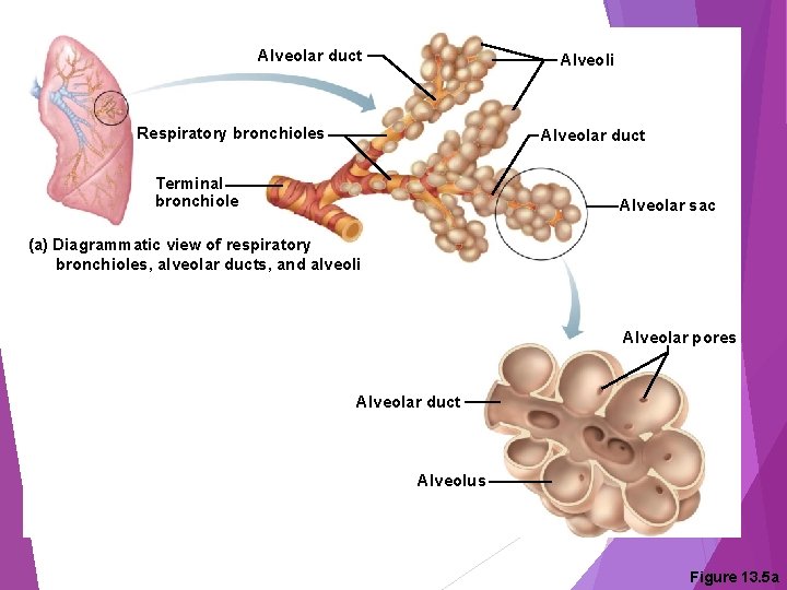 Alveolar duct Alveoli Respiratory bronchioles Alveolar duct Terminal bronchiole Alveolar sac (a) Diagrammatic view