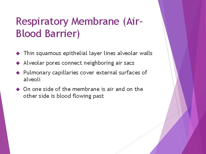 Respiratory Membrane (Air. Blood Barrier) Thin squamous epithelial layer lines alveolar walls Alveolar pores