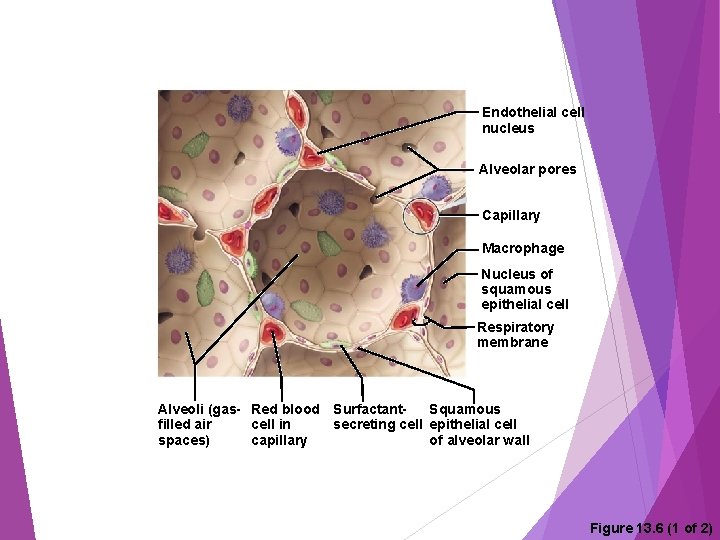 Endothelial cell nucleus Alveolar pores Capillary Macrophage Nucleus of squamous epithelial cell Respiratory membrane