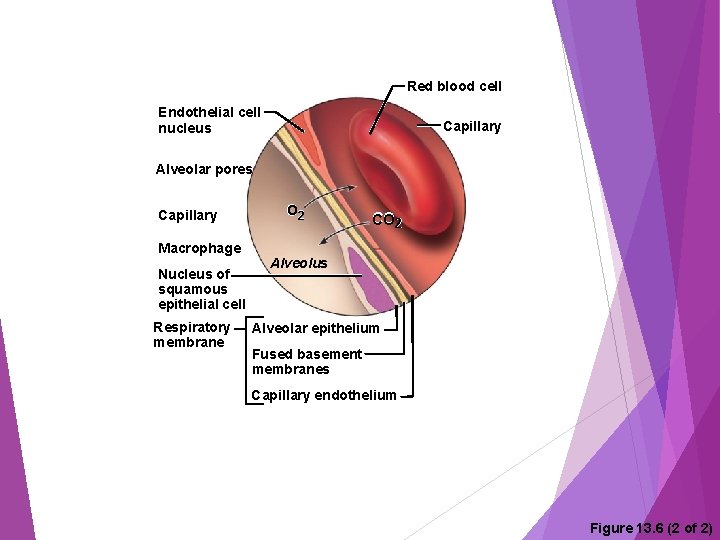 Red blood cell Endothelial cell nucleus Capillary Alveolar pores Capillary Macrophage Nucleus of squamous