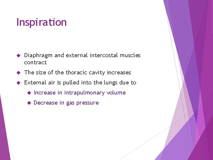 Inspiration Diaphragm and external intercostal muscles contract The size of the thoracic cavity increases