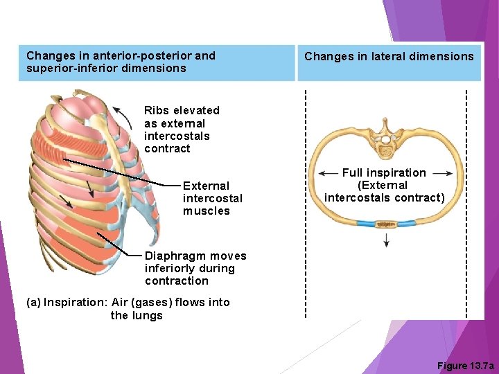 Changes in anterior-posterior and superior-inferior dimensions Changes in lateral dimensions Ribs elevated as external