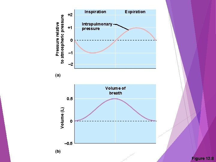 Pressure relative to atmospheric pressure +2 +1 Inspiration Expiration Intrapulmonary pressure 0 – 1