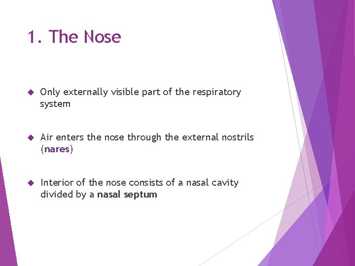 1. The Nose Only externally visible part of the respiratory system Air enters the