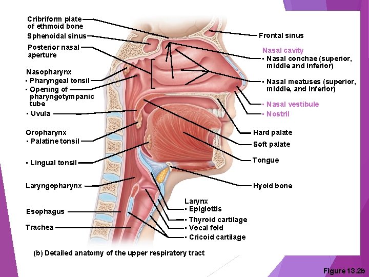 Cribriform plate of ethmoid bone Sphenoidal sinus Frontal sinus Posterior nasal aperture Nasal cavity