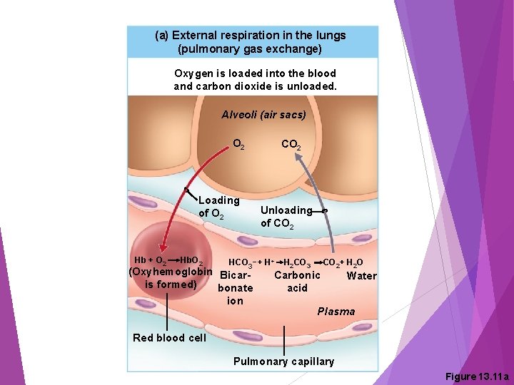 (a) External respiration in the lungs (pulmonary gas exchange) Oxygen is loaded into the