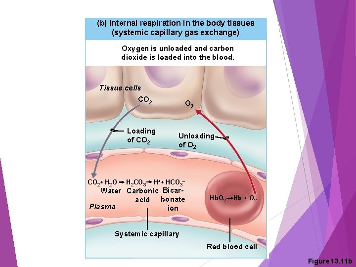 (b) Internal respiration in the body tissues (systemic capillary gas exchange) Oxygen is unloaded