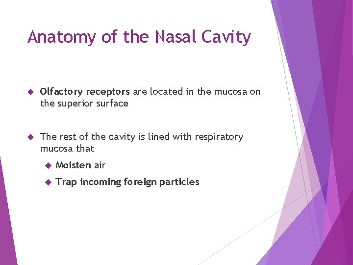 Anatomy of the Nasal Cavity Olfactory receptors are located in the mucosa on the