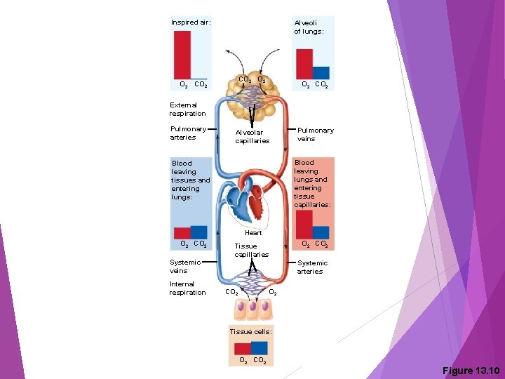 Inspired air: Alveoli of lungs: CO 2 O 2 CO 2 External respiration Pulmonary