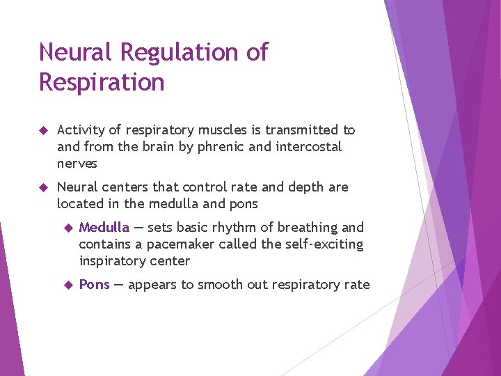 Neural Regulation of Respiration Activity of respiratory muscles is transmitted to and from the