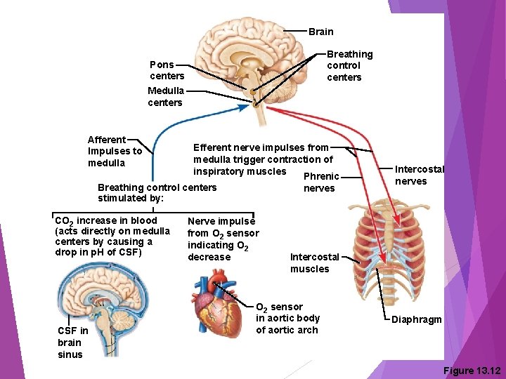 Brain Breathing control centers Pons centers Medulla centers Afferent Impulses to medulla Efferent nerve