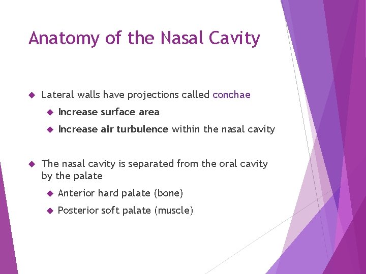 Anatomy of the Nasal Cavity Lateral walls have projections called conchae Increase surface area