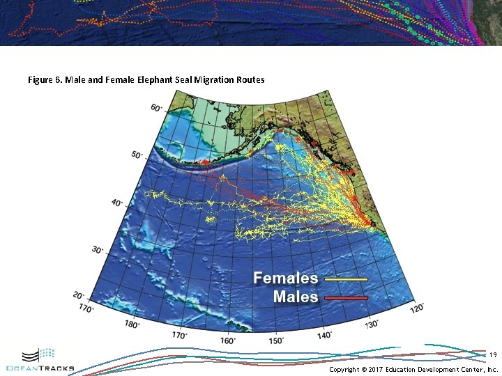 Figure 6. Male and Female Elephant Seal Migration Routes 19 Copyright © 2017 Education